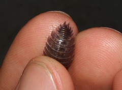 Porcellio obsoletus
