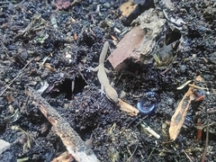 Pachydactylus geitje