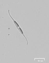 Nitzschia reversa