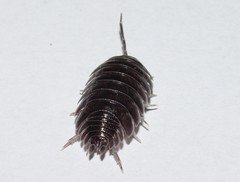 Porcellio obsoletus