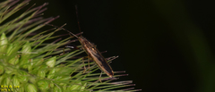Pachygrontha antennata