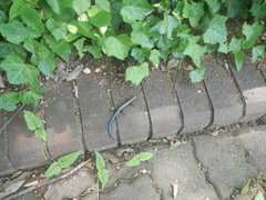 Plestiodon finitimus