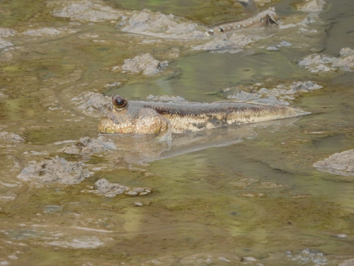 Periophthalmodon schlosseri