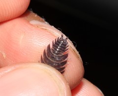 Porcellio obsoletus