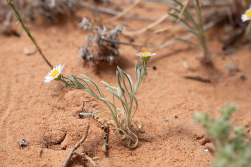 Erigeron bellidiastrum var. bellidiastrum