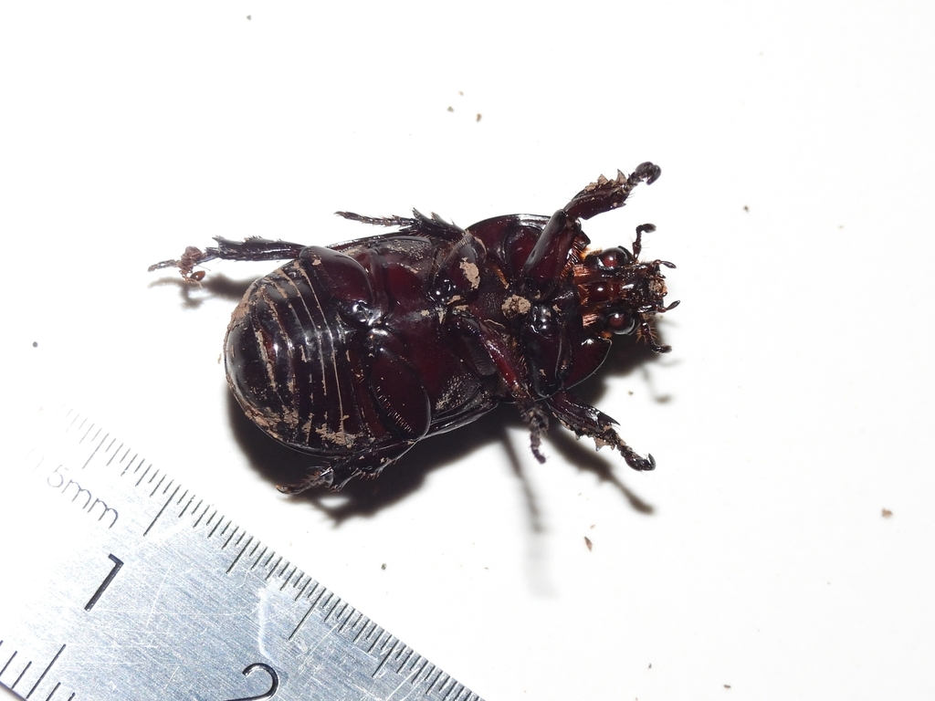 Clyster itys (Clyster itys)