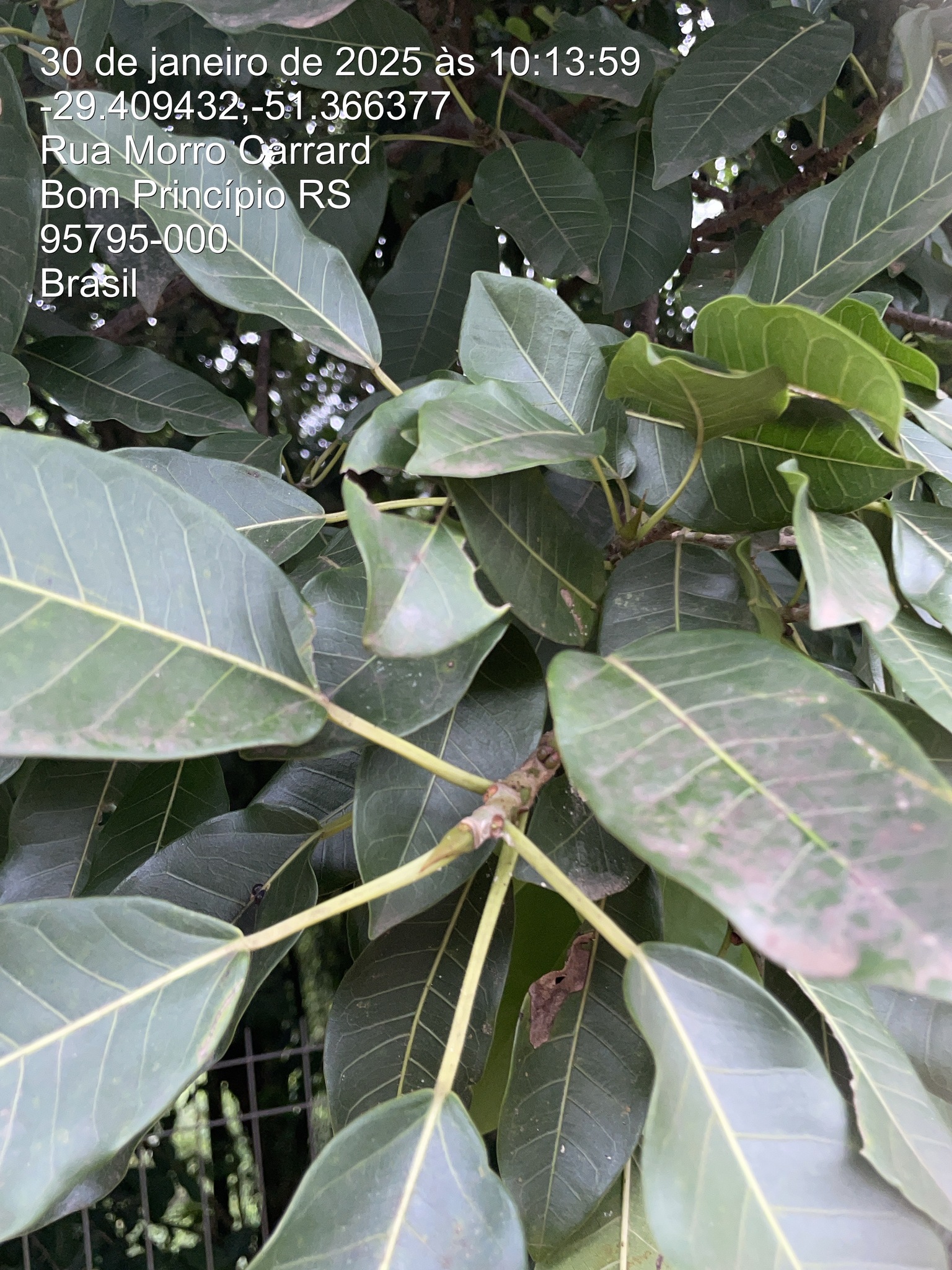 Ficus luschnathiana