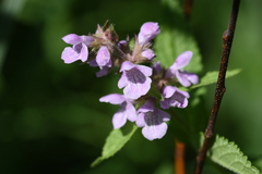 Stachys pilosa