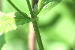 Stachys pilosa