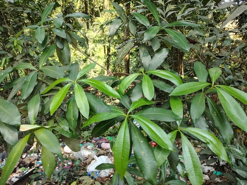 Image of Alstonia scholaris by (c) renjus box, some rights reserved (CC BY)