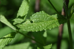 Stachys pilosa
