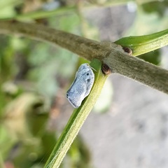 Metcalfa