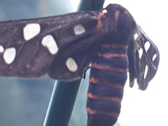 Amata passalis
