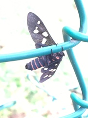Amata passalis