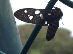 Amata passalis