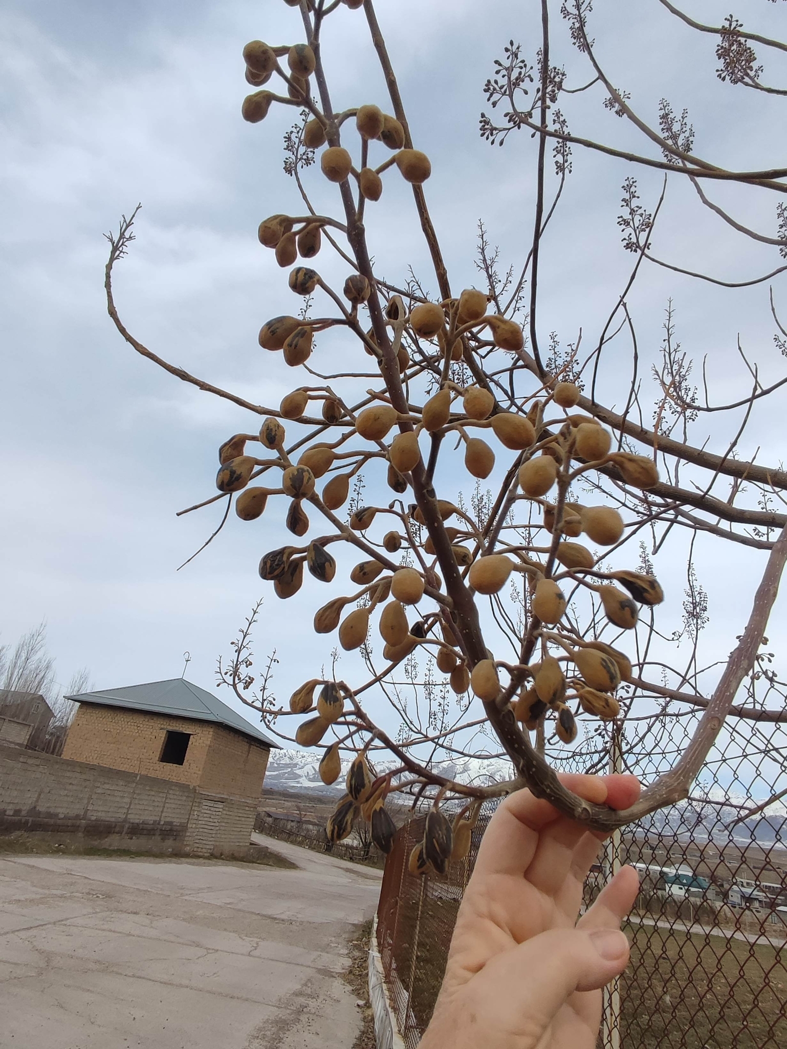 Imagem de Plátano-oriental