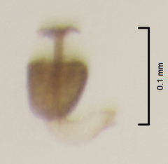 Ptenidium laevigatum