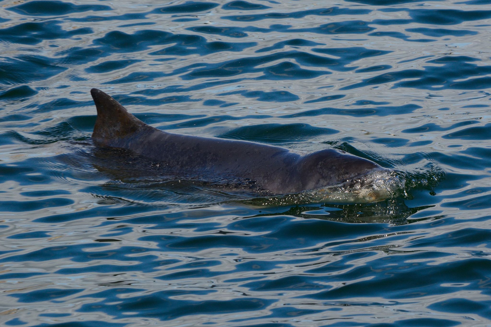 Haram videoda amaldor jinsiy aloqa