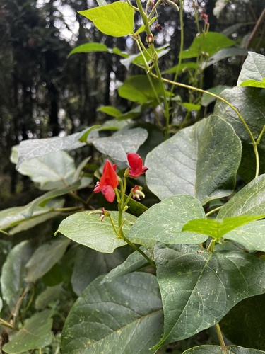 Foto de Feijão-de-corda