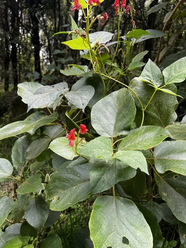 Foto de Feijão-de-corda