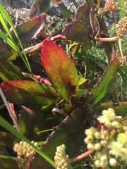 Hylotelephium telephium