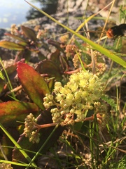 Hylotelephium telephium