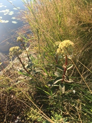 Hylotelephium telephium