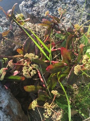 Hylotelephium telephium