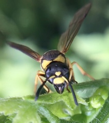 Euodynerus curictensis