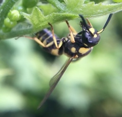 Euodynerus curictensis