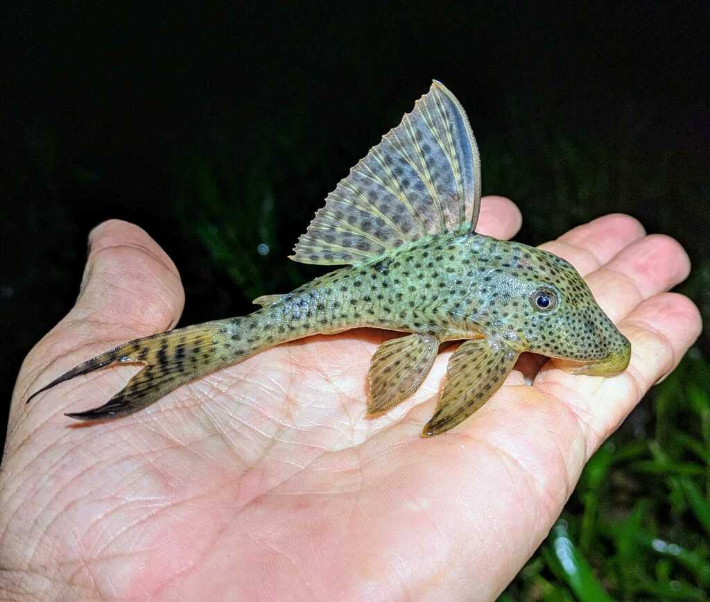 Suckermouth armoured catfish (Hypostomus gymnorhynchus) — Loricariidae