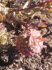 Protea sulphurea