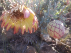 Protea sulphurea