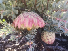 Protea sulphurea