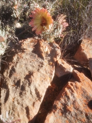 Protea sulphurea