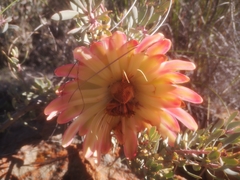 Protea sulphurea
