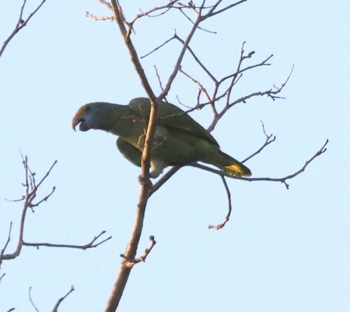 Blue-cheeked Amazon (Amazona dufresniana), photo 5