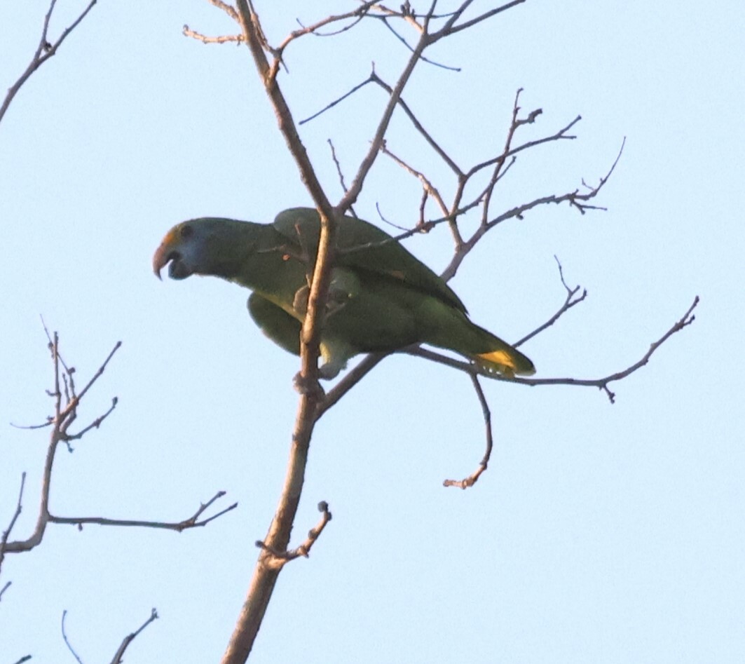 Blue-cheeked Amazon (Amazona dufresniana), photo 8