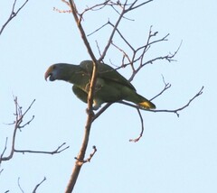 Blue-Cheeked Amazon photo 2