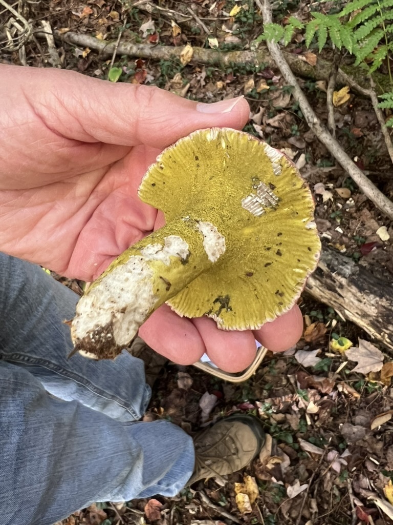 Yellow-green Russula Mold