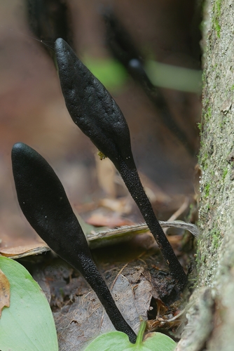 Geoglossum