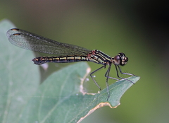 Libellago lineata