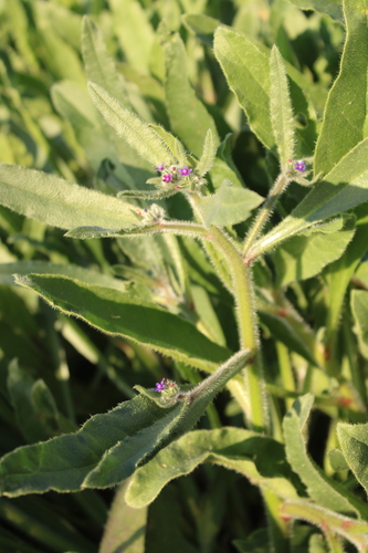 Image of Hormuzakia aggregata by (c) yelena_antipova, some rights reserved (CC BY)