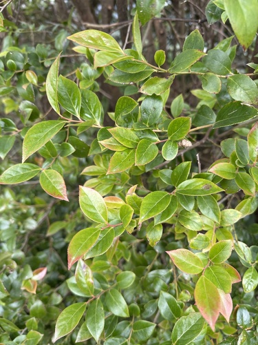 Vaccinium wrightii iNat (1)