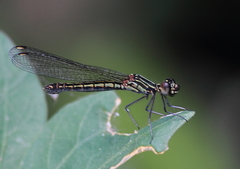 Libellago lineata