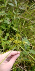 Cyperus filiculmis