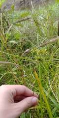 Cyperus filiculmis