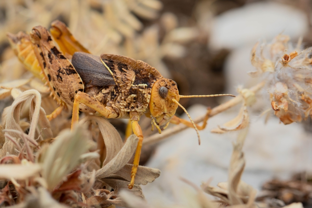 French Stone Grasshopper