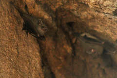 Balantiopteryx plicata plicata