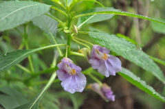 Impatiens arguta